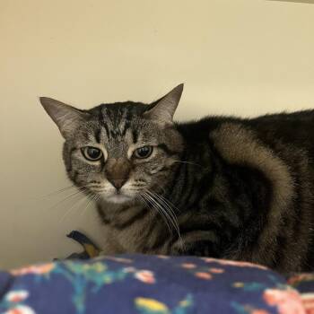 Yzma -  Domestic Short Hair Cat for Adoption in Dekalb, Illinois - Yzma | PetCurious