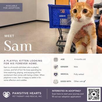 Sam and Eddie (Bonded Brothers) -  Domestic Short Hair Cat for Adoption in Kenhorst, Pennsylvania - Sam And Eddie (Bonded Brothers) | PetCurious