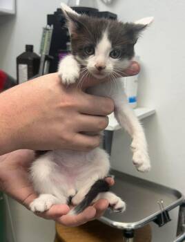 Gesibell 2 -  Domestic Short Hair Cat for Adoption in Sullivan, Indiana - Gesibell 2 | PetCurious