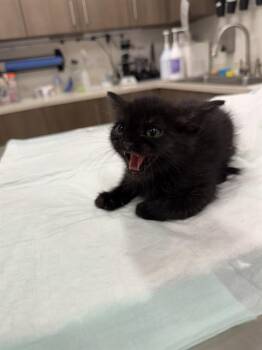 Domestic Short Hair Cats Available for Adoption in Baytown, Texas - MANTIS | PetCurious