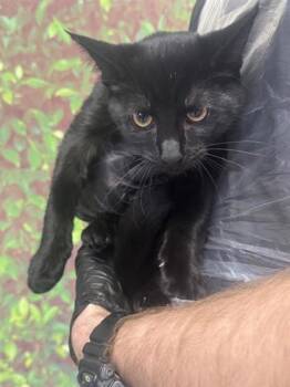 Rescue Domestic Short Hair Cats for Adoption in San Antonio, Texas - Elijah | PetCurious