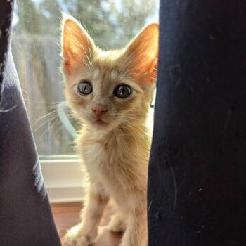 Ziggy -  Domestic Short Hair Cat for Adoption in Hailey, Idaho - Ziggy | PetCurious