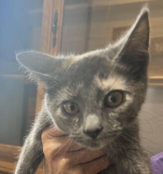 Poppy -  Domestic Short Hair Cat for Adoption in Independence, Missouri - Poppy | PetCurious