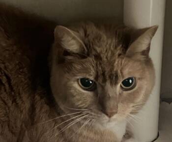 Domestic Short Hair Cats Available for Adoption in Christiansburg, Virginia - Buttercup | PetCurious