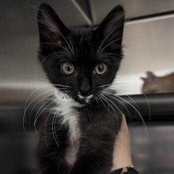 Skippie -  Domestic Medium Hair Cat for Adoption in Chesapeake, Virginia - Skippie | PetCurious