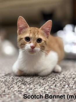 Scotch Bonnet -  Domestic Short Hair Cat for Adoption in Duxbury, Massachusetts - Scotch Bonnet | PetCurious