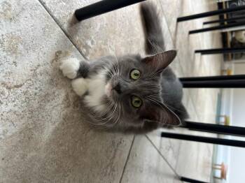 Bunny -  Domestic Long Hair Cat for Adoption in Long Beach, California - Bunny | PetCurious