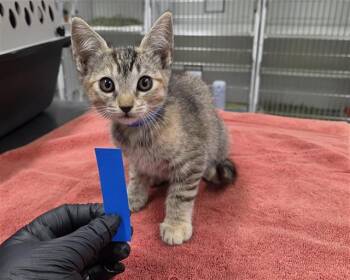 A886607 -  Domestic Short Hair Cat for Adoption in Camarillo, California - A886607 | PetCurious