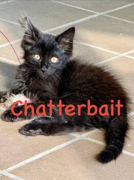 Chatter Bait (Petsmart) -  Domestic Short Hair Cat for Adoption in Ocala, Florida - Chatter Bait (Petsmart) | PetCurious