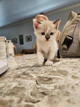 Scooter -  Siamese Cat for Adoption in San Jacinto, California - Scooter | PetCurious