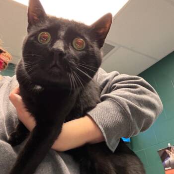 Domestic Short Hair Cats Available for Adoption - Nimbus | PetCurious