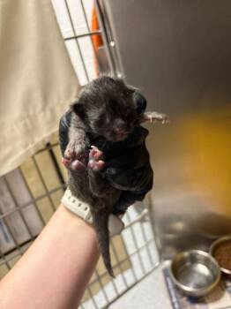 Rin -  Domestic Short Hair Cat for Adoption in Sevierville, Tennessee - Rin | PetCurious