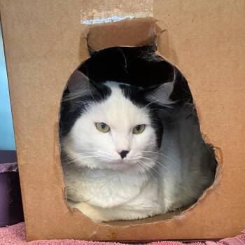 Rescue Domestic Long Hair Cats for Adoption in Lindon, Utah - Angus | PetCurious