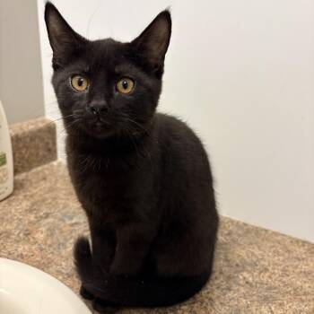 Catwoman -  Domestic Short Hair Cat for Adoption in Fredericton, New Brunswick - Catwoman | PetCurious