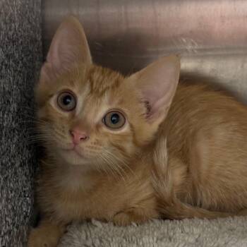 Pumpkin -  Domestic Short Hair Cat for Adoption in League City, Texas - Pumpkin | PetCurious