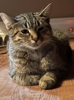 Rescue Tabby Cats for Adoption in Winnipeg, Manitoba - Cambie | PetCurious