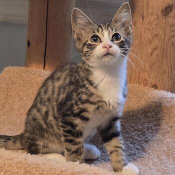 Tony -  Domestic Short Hair Cat for Adoption in Wadsworth, Ohio - Tony | PetCurious