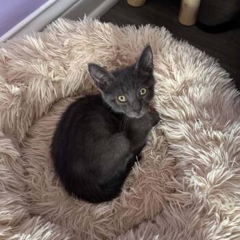 Pansy -  Domestic Short Hair Cat for Adoption in Lexington, Kentucky - Pansy | PetCurious