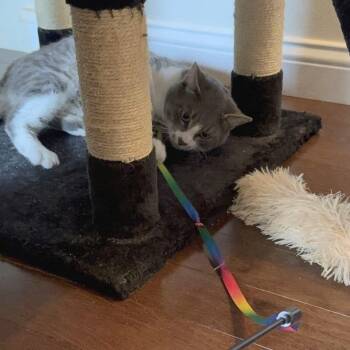 Tom -  Domestic Short Hair Cat for Adoption in Wilsonville, Oregon - Tom | PetCurious