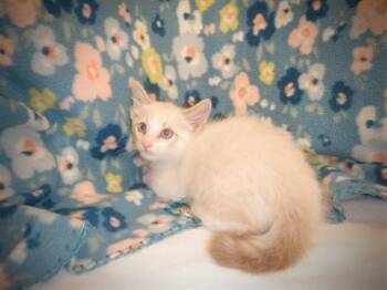 YANG -  Domestic Short Hair Cat for Adoption in San Jose, California - YANG | PetCurious
