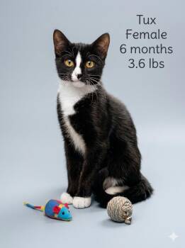 Tux - playful kitten -  Domestic Short Hair Cat for Adoption in Muskego, Wisconsin - Tux - Playful Kitten | PetCurious