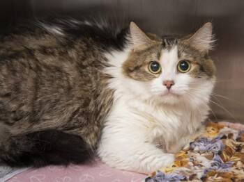 JADA -  Domestic Medium Hair Cat for Adoption in Phoenix, Arizona - JADA | PetCurious