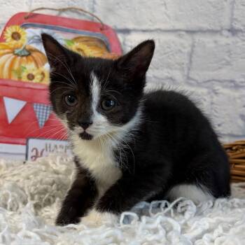 Kana -  Domestic Short Hair Cat for Adoption in Harrisonburg, Virginia - Kana | PetCurious