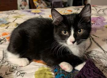 Flower Hart -  Tuxedo Cat for Adoption in Somerset, Kentucky - Flower Hart | PetCurious