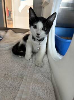 GOMEZ -  Domestic Short Hair Cat for Adoption in Pearland, Texas - GOMEZ | PetCurious