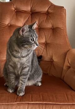 Rescue Domestic Short Hair Cats for Adoption in Fort Worth, Texas - Butter Schmaltz | PetCurious