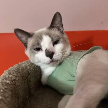 Rap Monster -  Siamese and Snowshoe Cat for Adoption in Brownsboro, Alabama - Rap Monster | PetCurious