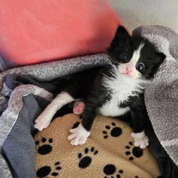 Marina -  Domestic Short Hair Cat for Adoption in Nampa, Idaho - Marina | PetCurious