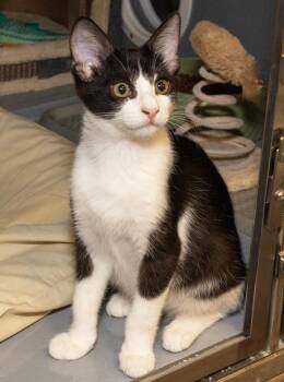 Jagger -  Domestic Short Hair Cat for Adoption in Elmwood Park, New Jersey - Jagger | PetCurious