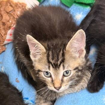Salamander -  Domestic Short Hair Cat for Adoption in Evansville, Indiana - Salamander | PetCurious