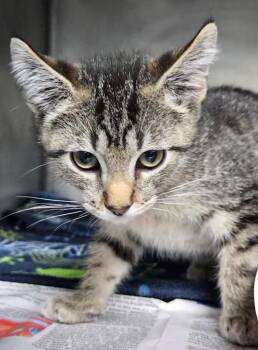 Diode -  Domestic Short Hair Cat for Adoption in Cincinnati, Ohio - Diode | PetCurious