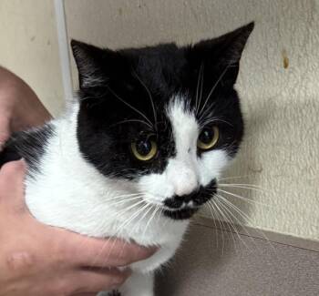 Domestic Short Hair Cats Available for Adoption in Salisbury, Maryland - Emmagrace | PetCurious