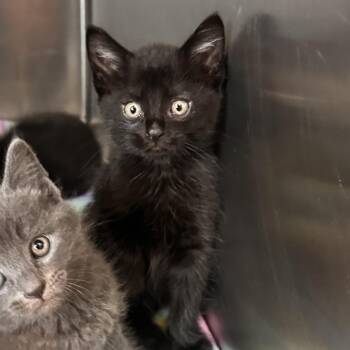 Domestic Short Hair Cats Available for Adoption in Rocky Mount, Virginia - Ground Chuck | PetCurious