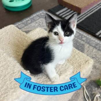 PUFF -  Domestic Short Hair Cat for Adoption in Tallahassee, Florida - PUFF | PetCurious