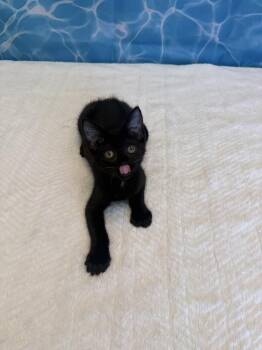 Twirla -  Domestic Short Hair Cat for Adoption in Wheaton, Illinois - Twirla | PetCurious