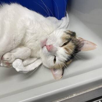 Dee LuLu -  Domestic Short Hair Cat for Adoption in Saint Charles, Missouri - Dee LuLu | PetCurious