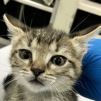 Caspian -  Domestic Short Hair Cat for Adoption in Las Cruces, New Mexico - Caspian | PetCurious