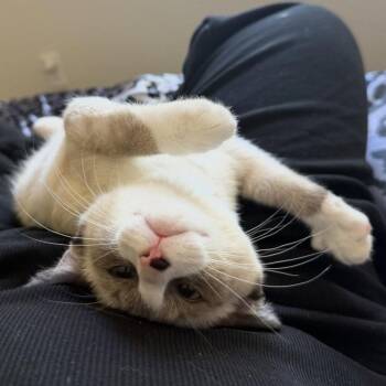 Chloe (Bonded with Rosie) -  Domestic Short Hair and Siamese Cat for Adoption in Glendale, Arizona - Chloe (Bonded With Rosie) | PetCurious