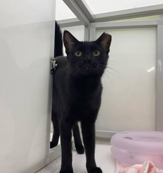 Henna -  Domestic Short Hair Cat for Adoption in Raleigh, North Carolina - Henna | PetCurious