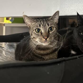 Rescue Domestic Short Hair Cats for Adoption in Totowa, New Jersey - Shy Alfie | PetCurious