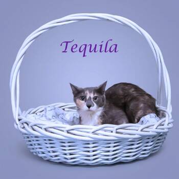 Domestic Short Hair Cats Available for Adoption in Lebanon, Tennessee - Tequila C26-113 | PetCurious