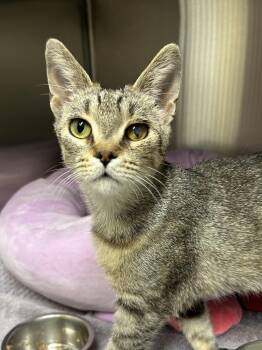 Domestic Short Hair Cats Available for Adoption in Bolton, Ontario - Monica | PetCurious