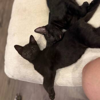 Rescue Domestic Short Hair Cats for Adoption in Port Richey, Florida - Hob Goblin | PetCurious