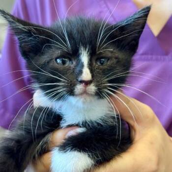 Globe -  Domestic Short Hair Cat for Adoption in Cincinnati, Ohio - Globe | PetCurious