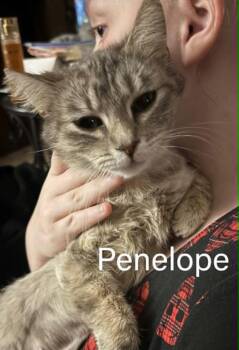 Domestic Short Hair Cats Available for Adoption in Urbandale, Iowa - Penelope 