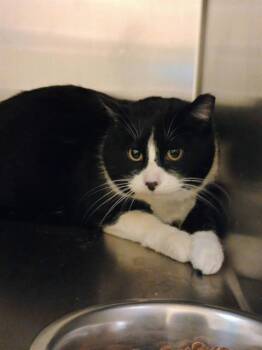 Domestic Short Hair Cats Available for Adoption - HEI HEI | PetCurious